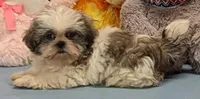 Bobby, a male Shih Tzu for sale in Burns, KS – Photo 5 of 6