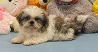 Bobby, a male Shih Tzu for sale in Burns, KS – Photo 1 of 6