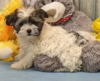 Flora, a female Poodle - Toy  and Havamalt for sale in Burns, KS – Photo 5 of 6