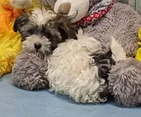 Flora, a female Poodle - Toy  and Havamalt for sale in Burns, KS – Photo 2 of 6