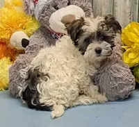 Flora, a female Poodle - Toy  and Havamalt for sale in Burns, KS – Photo 1 of 6