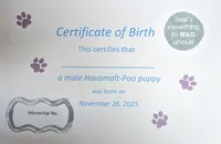 Flora, a female Poodle - Toy  and Havamalt for sale in Burns, KS – Photo 6 of 6