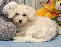 processed/1da4d162-1d91-403c-9c31-646e0d59e032/listing/4e98ab37-8edd-4937-8138-79ddcaa5e471/1dae45de-f108-4b4b-8e3e-d59b9fe5f5ff