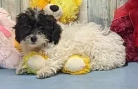 Vaden, a male Poodle - Miniature  for sale in Burns, KS – Photo 1 of 6