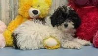 Vaden, a male Poodle - Miniature  for sale in Burns, KS – Photo 5 of 6