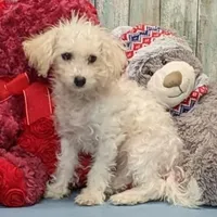 Yolonda, a female Poochon for sale in Burns, KS – Photo 2 of 5
