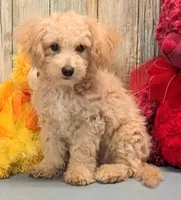 Dannie, a male Poochon for sale in Burns, KS – Photo 3 of 4