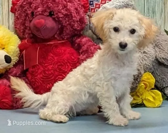 Yazlynn – Poochon puppy for sale in Burns, KS