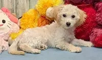 Yazlynn, a female Poochon for sale in Burns, KS – Photo 3 of 4