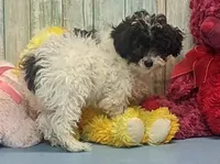 Vaden, a male Poodle - Miniature  for sale in Burns, KS – Photo 6 of 6