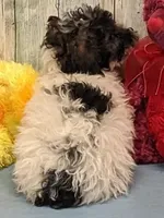 Vaden, a male Poodle - Miniature  for sale in Burns, KS – Photo 3 of 6