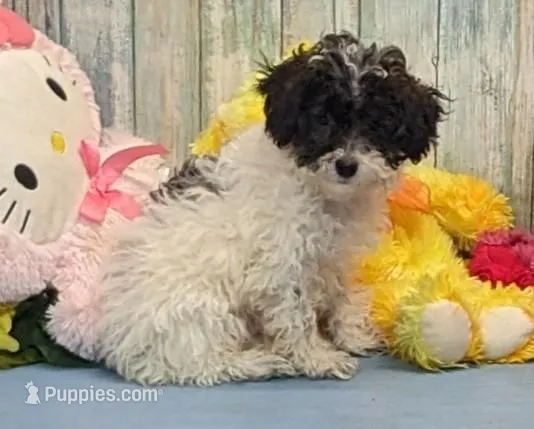 Vaden – Poodle - Miniature  puppy for sale in Burns, KS