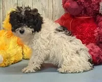 Vaden, a male Poodle - Miniature  for sale in Burns, KS – Photo 5 of 6