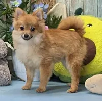 Kyle, a male Pomeranian for sale in Burns, KS – Photo 3 of 8