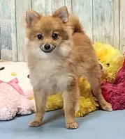 Kyle, a male Pomeranian for sale in Burns, KS – Photo 8 of 8