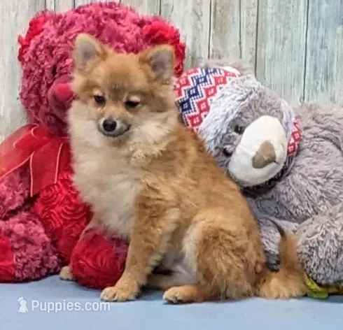 Kyle – Pomeranian puppy for sale in Burns, KS