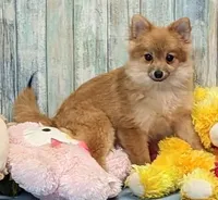 Kyle, a male Pomeranian for sale in Burns, KS – Photo 4 of 8