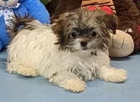 Teddy, a male Havanese for sale in Burns, KS – Photo 2 of 7