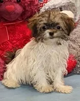 Teddy, a male Havanese for sale in Burns, KS – Photo 7 of 7