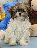 Teddy, a male Havanese for sale in Burns, KS – Photo 6 of 7