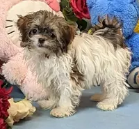 Teddy, a male Havanese for sale in Burns, KS – Photo 5 of 7