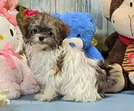 Teddy – Havanese puppy for sale in Burns, KS
