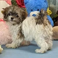 Teddy, a male Havanese for sale in Burns, KS – Photo 3 of 7