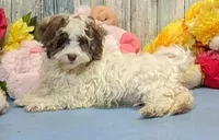 Flynn, a male Poodle - Miniature  and Havamalt for sale in Burns, KS – Photo 5 of 8