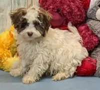 Flynn, a male Poodle - Miniature  and Havamalt for sale in Burns, KS – Photo 1 of 8