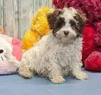 Flynn, a male Poodle - Miniature  and Havamalt for sale in Burns, KS – Photo 4 of 8