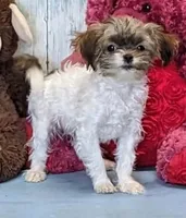 Teddie, a male Havanese for sale in Burns, KS – Photo 5 of 5