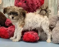 Teddie, a male Havanese for sale in Burns, KS – Photo 3 of 5