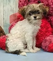 Teddie, a male Havanese for sale in Burns, KS – Photo 2 of 5