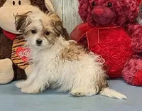 Talia, a female Havanese for sale in Burns, KS – Photo 2 of 5