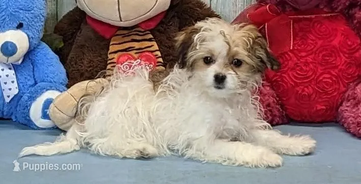 Talia – Havanese puppy for sale in Burns, KS