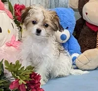 Talia, a female Havanese for sale in Burns, KS – Photo 3 of 5