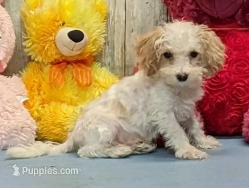 Yoel – Poochon puppy for sale in Burns, KS