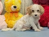 Yoel, a male Poochon for sale in Burns, KS – Photo 1 of 5