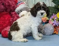 Victor, a male Poodle - Miniature  for sale in Burns, KS – Photo 1 of 7
