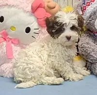 Flynn, a male Maltipoo and Havanese for sale in Burns, KS – Photo 2 of 7