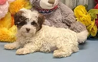 Flynn, a male Maltipoo and Havanese for sale in Burns, KS – Photo 1 of 7