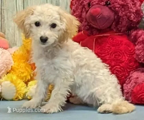 Yasmin – Poochon puppy for sale in Burns, KS