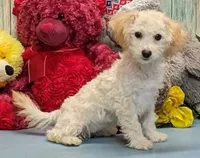 Yasmin, a female Poochon for sale in Burns, KS – Photo 4 of 4