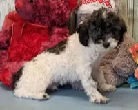 Vance, a male Poodle - Miniature  for sale in Burns, KS – Photo 3 of 4