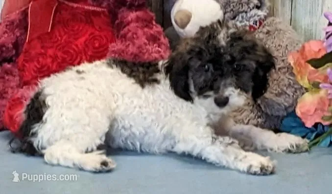 Vance – Poodle - Miniature  puppy for sale in Burns, KS