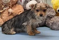 Parker, a male Yorkshire Terrier for sale in Burns, KS – Photo 1 of 6