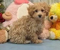 Vanessa, a female Poodle - Miniature  for sale in Burns, KS – Photo 2 of 4