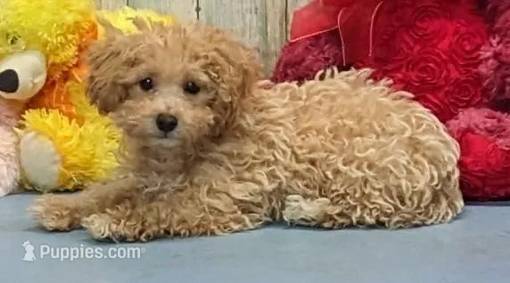 Vanessa – Poodle - Miniature  puppy for sale in Burns, KS