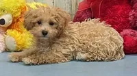 Vanessa, a female Poodle - Miniature  for sale in Burns, KS – Photo 1 of 4