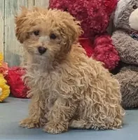 Vanessa, a female Poodle - Miniature  for sale in Burns, KS – Photo 3 of 4
